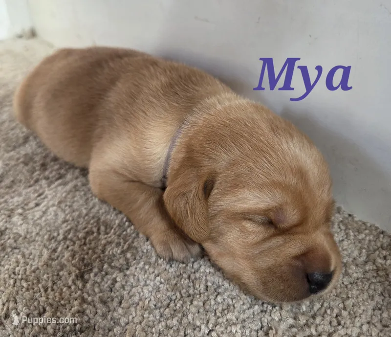 Mya - AKC – Labrador Retriever puppy for sale in Waterloo, NY