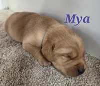 Mya - AKC, a female Labrador Retriever for sale in Waterloo, NY – 1 of 5