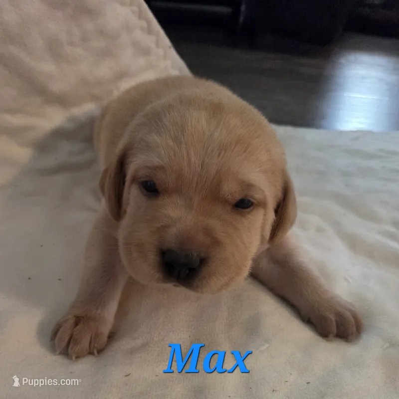 Max - AKC – Labrador Retriever puppy for sale in Waterloo, NY