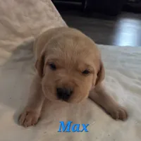 Max - AKC, a male Labrador Retriever for sale in Waterloo, NY – 1 of 6