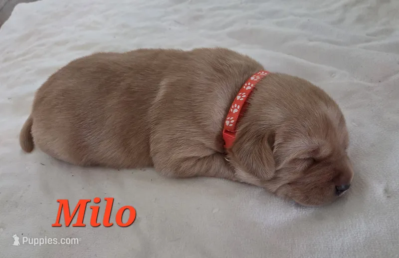 Milo - AKC – Labrador Retriever puppy for sale in Waterloo, NY