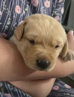 Max - AKC, a male Labrador Retriever for sale in Waterloo, NY – 3 of 6