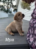 Mya  - English Labrador    , a female Labrador Retriever for sale in Waterloo, NY – 3 of 10