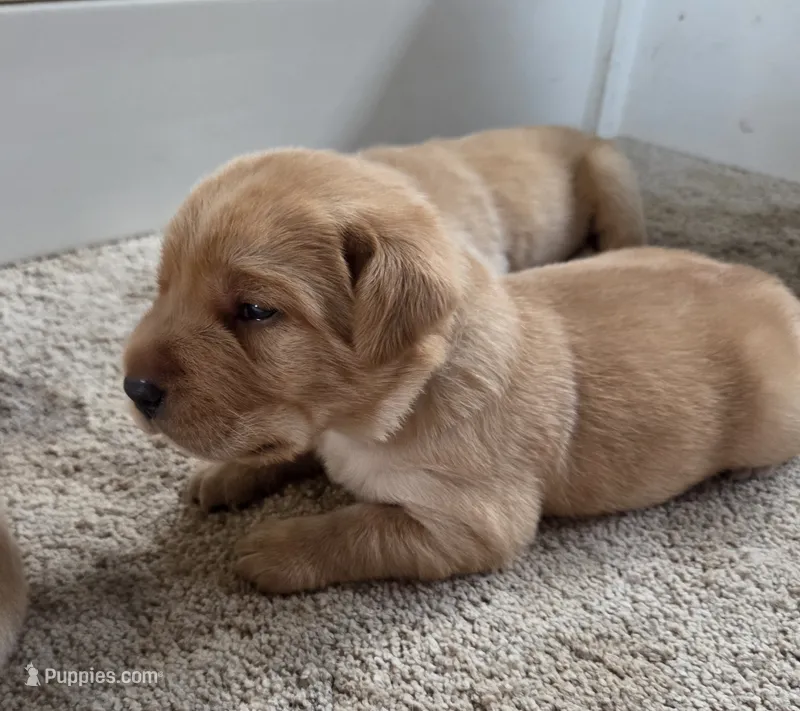 Moose - AKC – Labrador Retriever puppy on hold in Waterloo, NY