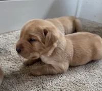 Moose - AKC, a male Labrador Retriever for sale in Waterloo, NY – 1 of 7