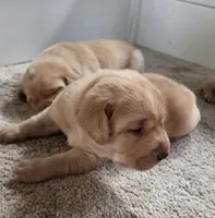 Moose - AKC, a male Labrador Retriever for sale in Waterloo, NY – 3 of 7