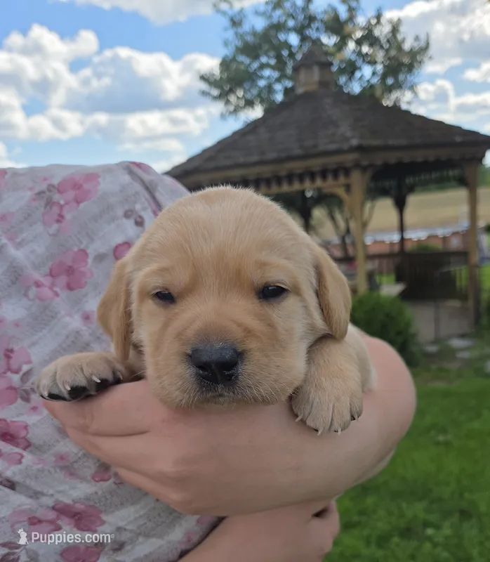 Molly - AKC – Labrador Retriever puppy for sale in Waterloo, NY