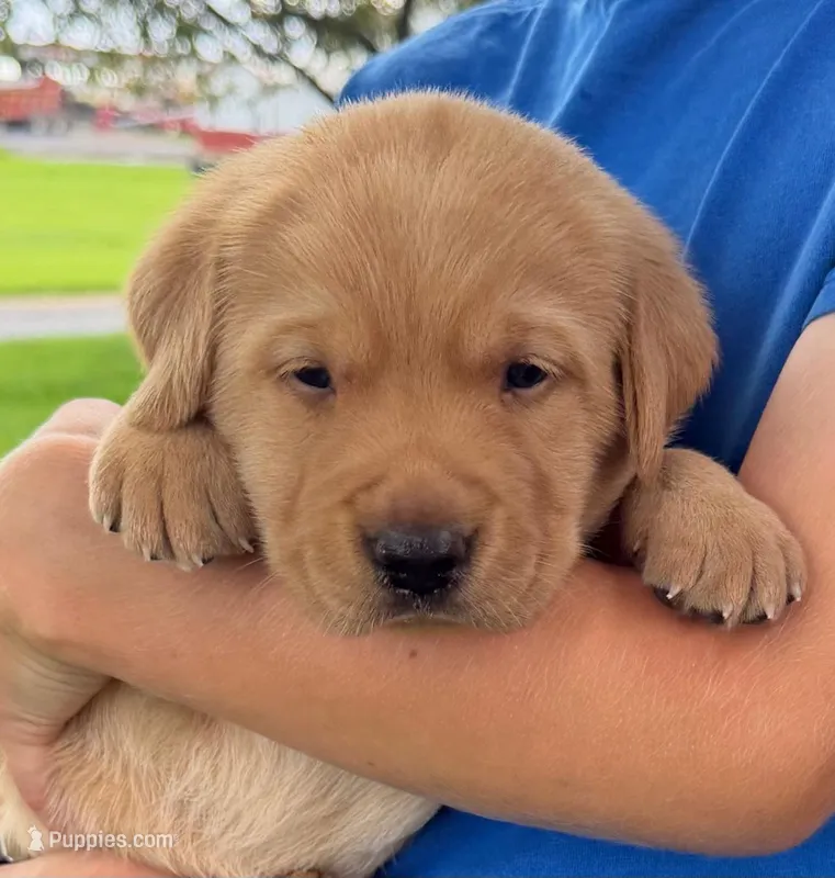 Milo - AKC – Labrador Retriever puppy for sale in Waterloo, NY