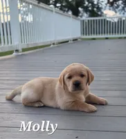 Molly-English Labrador , a female Labrador Retriever for sale in Waterloo, NY – 5 of 8