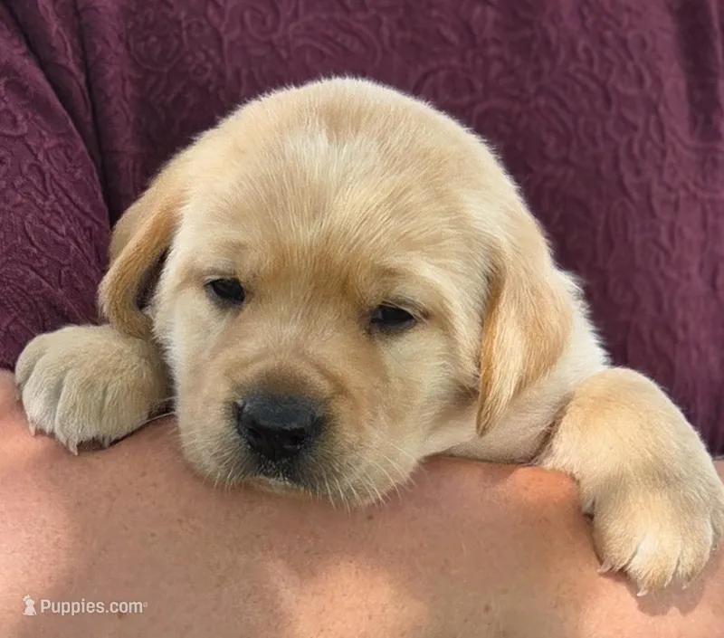 Molly - AKC – Labrador Retriever puppy for sale in Waterloo, NY