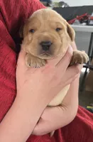 Moose - AKC, a male Labrador Retriever for sale in Waterloo, NY – 4 of 7