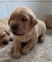 Moose - AKC, a male Labrador Retriever for sale in Waterloo, NY – 2 of 7