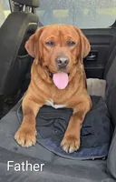 Molly - AKC, a female Labrador Retriever for sale in Waterloo, NY – 5 of 5