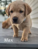 Max - English Labrador , a male Labrador Retriever for sale in Waterloo, NY – 6 of 7