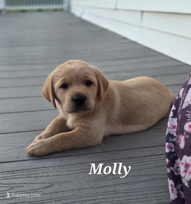 Molly-English Labrador  – Labrador Retriever puppy for sale in Waterloo, NY