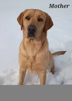 Molly - AKC, a female Labrador Retriever for sale in Waterloo, NY – 4 of 5