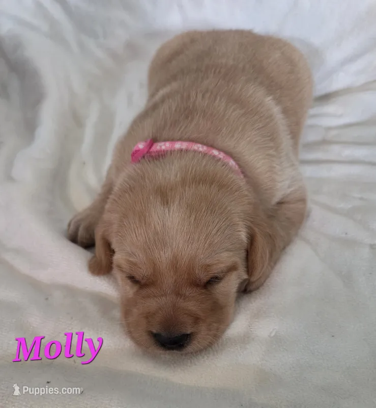 Molly - AKC – Labrador Retriever puppy for sale in Waterloo, NY