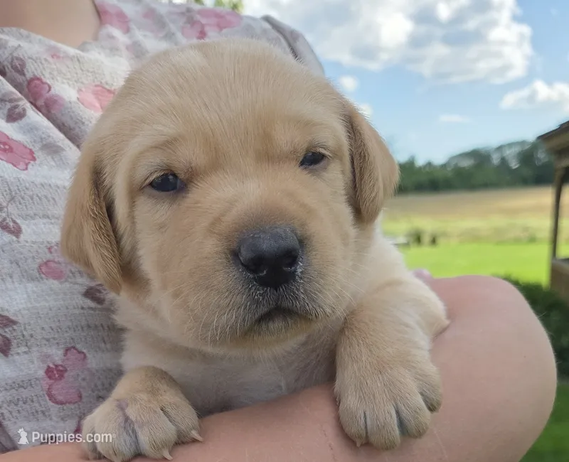 Max - AKC – Labrador Retriever puppy for sale in Waterloo, NY