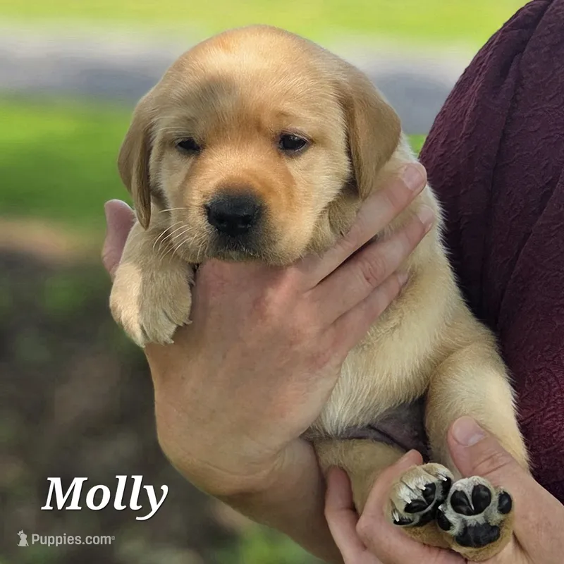 Molly - AKC – Labrador Retriever puppy for sale in Waterloo, NY