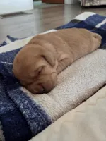 Milo - AKC, a female Labrador Retriever for sale in Waterloo, NY – 2 of 5