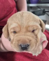 Moose - AKC, a male Labrador Retriever for sale in Waterloo, NY – 5 of 7