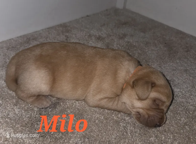 Milo - AKC – Labrador Retriever puppy for sale in Waterloo, NY