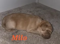 Milo - AKC, a female Labrador Retriever for sale in Waterloo, NY – 1 of 5