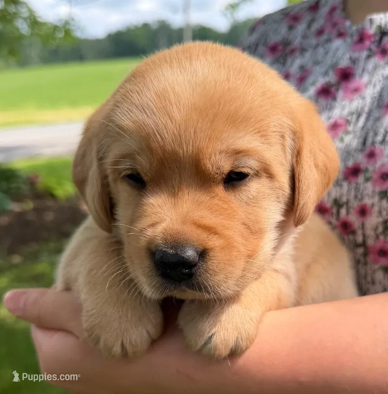 Mya - AKC – Labrador Retriever puppy for sale in Waterloo, NY