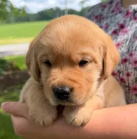Mya  - English Labrador    , a female Labrador Retriever for sale in Waterloo, NY – 7 of 10
