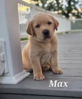 Max - English Labrador , a male Labrador Retriever for sale in Waterloo, NY – 2 of 7