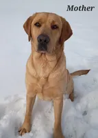 Mya - AKC, a female Labrador Retriever for sale in Waterloo, NY – 4 of 5