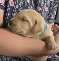 Max - AKC, a male Labrador Retriever for sale in Waterloo, NY – 4 of 6