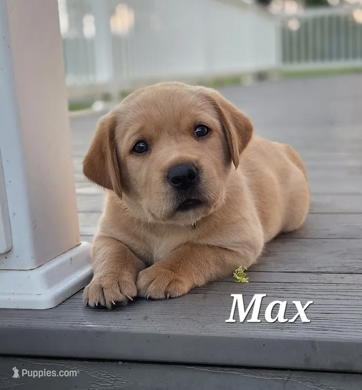 Max - English Labrador  – Labrador Retriever puppy for sale in Waterloo, NY