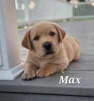 Max - English Labrador , a male Labrador Retriever for sale in Waterloo, NY – 1 of 7