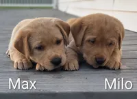 Max - English Labrador , a male Labrador Retriever for sale in Waterloo, NY – 7 of 7