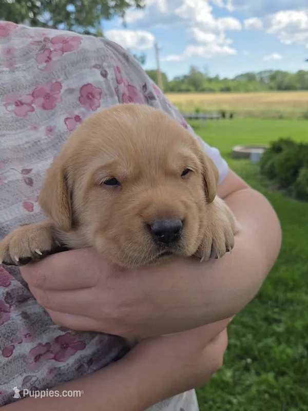 Milo - AKC – Labrador Retriever puppy for sale in Waterloo, NY