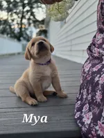 Mya  - English Labrador    , a female Labrador Retriever for sale in Waterloo, NY – 5 of 10