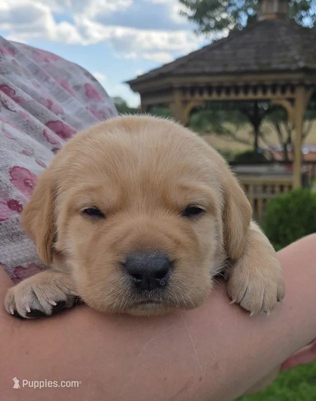 Molly - AKC – Labrador Retriever puppy for sale in Waterloo, NY