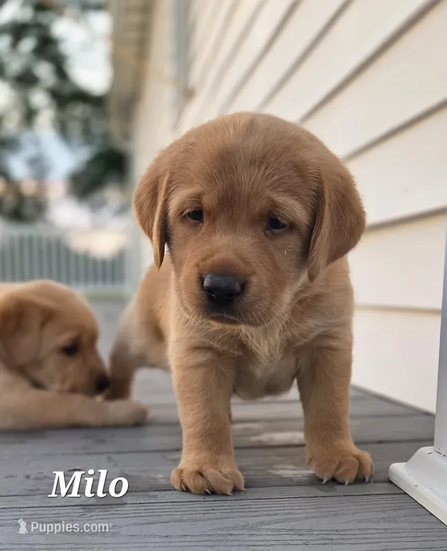 Milo - English Labrador  – Labrador Retriever puppy for sale in Waterloo, NY