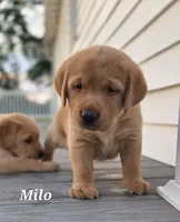 Milo - English Labrador , a male Labrador Retriever for sale in Waterloo, NY – 1 of 5