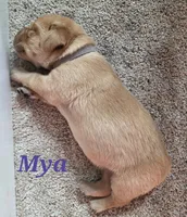 Mya - AKC, a female Labrador Retriever for sale in Waterloo, NY – 2 of 5