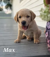 Max - English Labrador , a male Labrador Retriever for sale in Waterloo, NY – 3 of 7