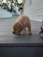 Mya  - English Labrador    , a female Labrador Retriever for sale in Waterloo, NY – 6 of 10