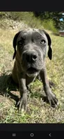 Bubble , a female Cane Corso for sale in Twin Falls, ID – 5 of 6