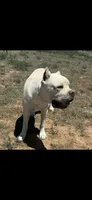 Tommy *RARE* straw color , a male Cane Corso for sale in Snyder, TX – 4 of 5