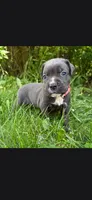 Pink , a female Cane Corso for sale in Twin Falls, ID – 4 of 4