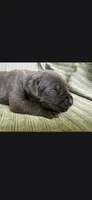 Max, a male Cane Corso for sale in Helena, MT – 2 of 5