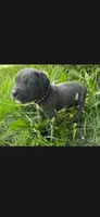 Black, a male Cane Corso for sale in Twin Falls, ID – 3 of 6