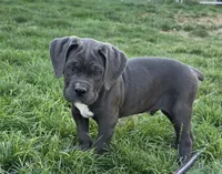 Gray, a male Cane Corso for sale in Twin Falls, ID – 4 of 5