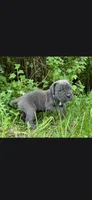 Azure blue, a male Cane Corso for sale in Twin Falls, ID – 5 of 8